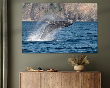 Humpback whale breaching