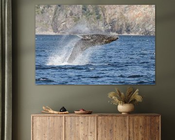 Humpback whale breaching by Menno Schaefer