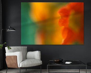 Nasturtium abstract by Helmut Neumann Blütenfotografie