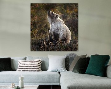 Grizzly bear in autumn colors