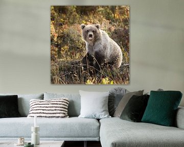 Grizzly bear in autumn colors by Menno Schaefer