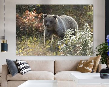 Grizzly bear in autumn colors