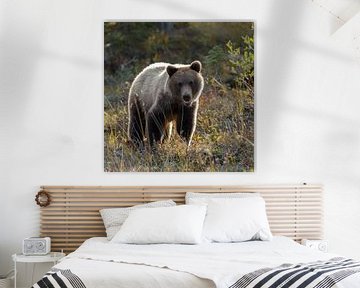 Grizzly beer in een herfstsetting van Menno Schaefer