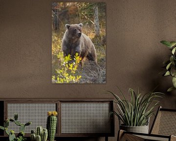 Grizzly beer in een herfstsetting van Menno Schaefer