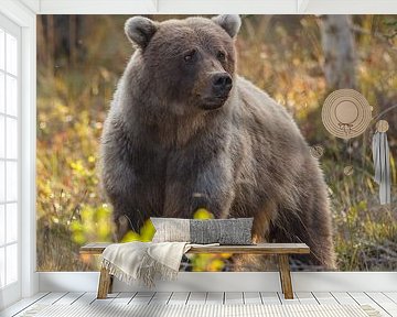 Grizzly bear in autumn colors by Menno Schaefer