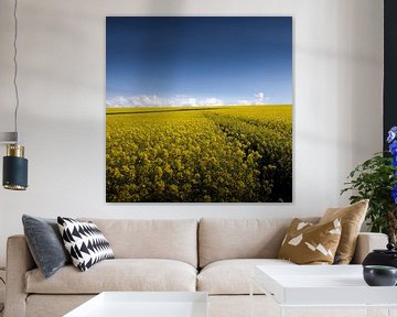 Landscape - path between the yellow. van Johan Cusseneers