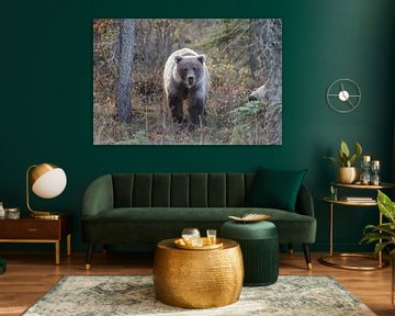 Grizzly bear in autumn colors sur Menno Schaefer