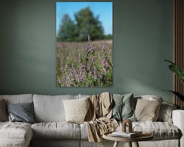 Vilsterse Veld Heathland