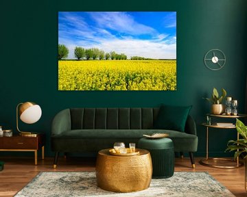 Bloeiend geel koolzaad in de lente