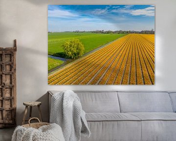 Tulpen in bloei in een veld in Noord Holland