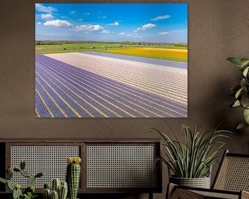 Tulpen in bloei in een veld in Noord Holland