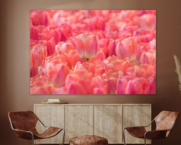Tulpenveld Roze 2025 van Marco Liberto