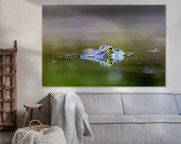 Four-eyed frog on the water surface