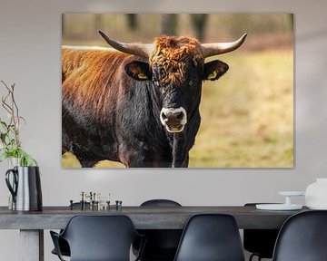 Tauros in de Maashorst