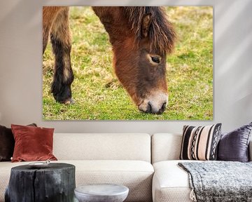 Exmoor pony