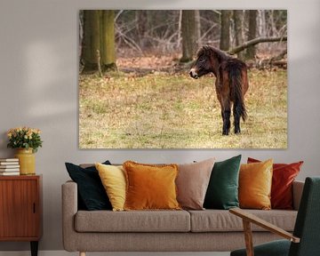 Exmoor pony