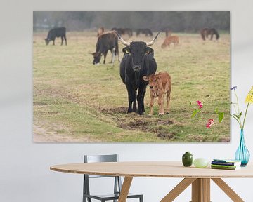 Tauros in de Maashorst van Merijn Loch