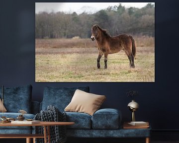 Exmoor Pony in de Maashorst