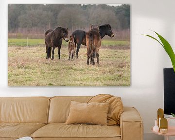 Exmoor Pony in de Maashorst