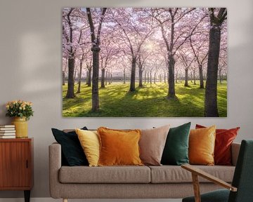 Dutch Sakura by Loris Photography