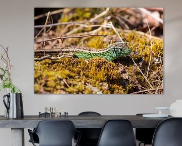 Lézard des sables dans la réserve naturelle 't Leesten sur la Veluwe sur Merijn Loch