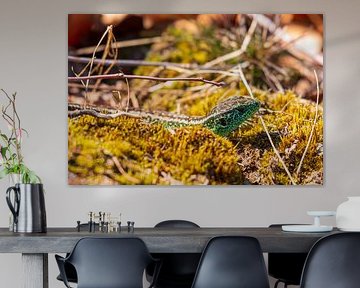 Lézard des sables dans la réserve naturelle 't Leesten sur la Veluwe sur Merijn Loch