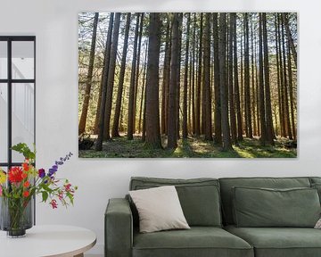 Bomen in het bos op de Veluwe