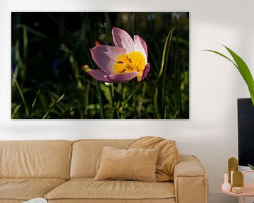 tulipe rose avec jaune sur joyce kool