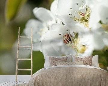 lieveheersbeestje in de bloesem