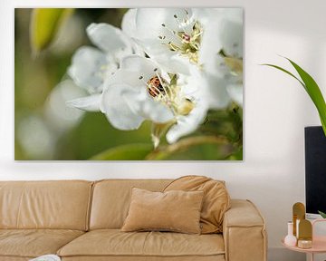 coccinelle dans la fleur sur joyce kool
