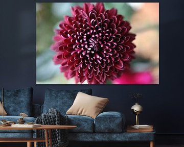 Dahlia by V. Hildering