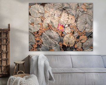 Waterlelies in kunstkleuren