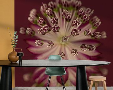 Warm burgundy vertical Panorama: Sea knot (Astrantia Major) with reflection by Marjolijn van den Berg