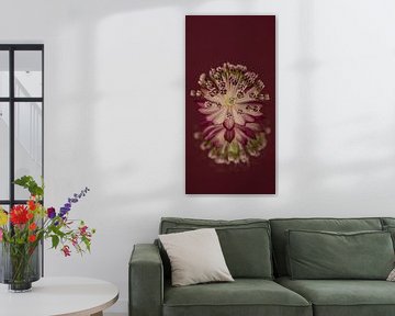 Warm bordeauxrood verticaal Panorama: Zeeuws Knoopje (Astrantia Major) met weerspiegeling van Marjolijn van den Berg