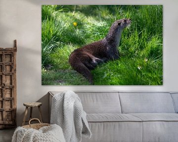 De otters van lelystad van Soekardjo Photography