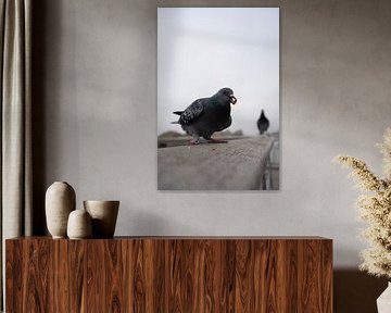 Les pigeons de Paris (2)