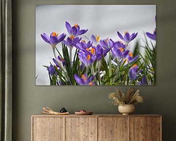 The first crocuses in the garden by Claude Laprise