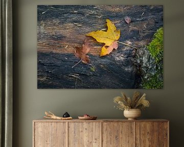 Herfstsfeer in het bos van Heiko Kueverling