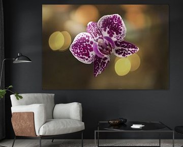 Orchid - sun glow by Reiner Borner