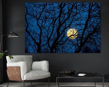 Volle maan achter boom