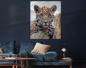 Jaguar Portret