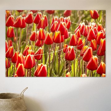 Tulp geel met rood