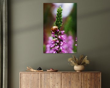 heideplant met bezoek