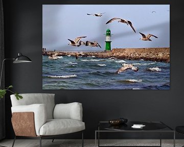 Lebhafter Möwenflug an der Mole in Warnemünde von Silva Wischeropp