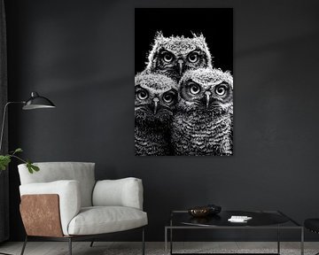 Three owls with water drops by Imperial Art House