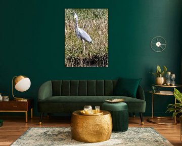 025. Blauwe reiger