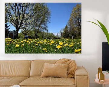 Dandelions in the park in spring by Claude Laprise
