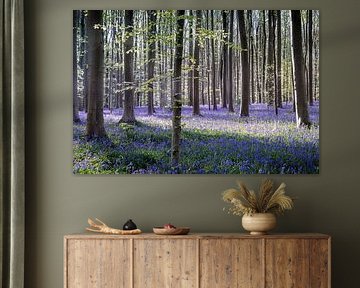 Ein Spiel aus Licht und Schatten I - Hallerbos 2025 von Daan Duvillier | Dsquared Photography