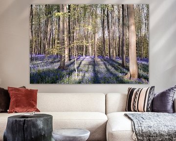 Ein Spiel von Licht und Schatten IV - Hallerbos 2025 von Daan Duvillier | Dsquared Photography