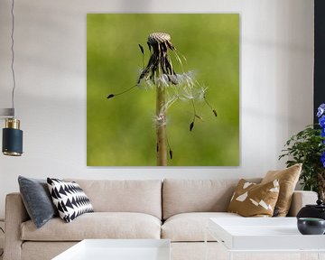 paardenbloem van Klaartje Majoor